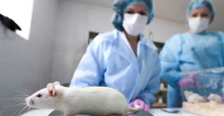 Россия создаёт гуманизированных мышей для испытания вакцины и препаратов против COVID-19